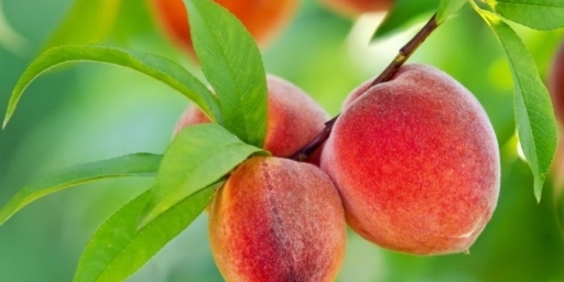 Полезные и лечебные свойства листьев персика