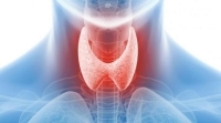 Щитовидная железа-совершенная деталь организма.