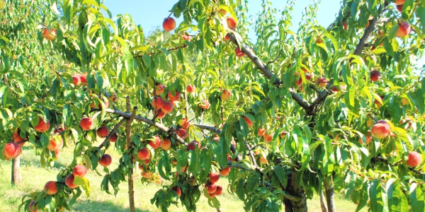 Фото персикового дерева