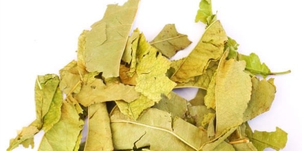 Фото сушеных листьев персика, используемые для экстракта от НПК Инфинити